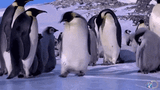 slipping-on-ice-400-x-224-gif-o36i21jfmqlz2wld