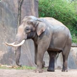 asian-elephant-02-01