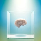 brain