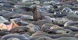 seals