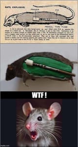 ratbomb