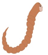 Panworm (1)