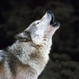 wolf-howling