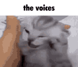 cat-the-voices