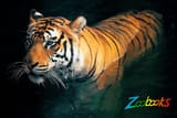 THE TIGER POSTER