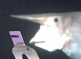 1627932419321