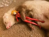 asuka ferret