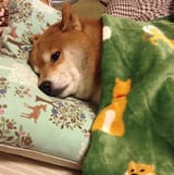 4444