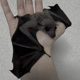 bat