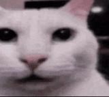 stare-cat-cat-stare