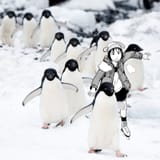 penguins