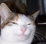 squinty cat