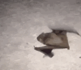 bat walk