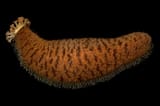 Actinopyga_echinites1