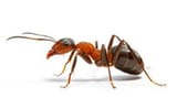 antbro