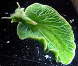 seaslughasta