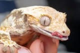 Jewelled Gecko