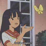 Nozomi pigeon