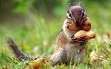 hold my nuts