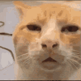 catzoom