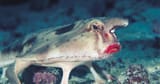 red-lipped_batfish[1]