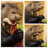 OtterWatermelon
