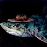 Oda shark