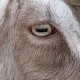 sullivan-goats-eyes
