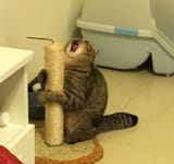 cat pain