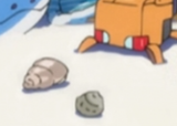 conches