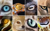 Slit Eye types IRL
