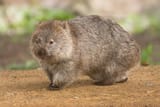 1200px-Vombatus_ursinus_-Maria_Island_National_Park[1]