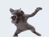 dancingcat