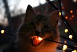 Till Lindemann&#039;s cat
