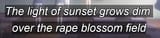 rape_blossom