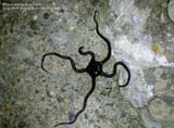 ofiura-ofiuroidea-432700