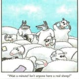 shiposters in disguise wolves and sheep