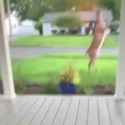 deer fight_thumb.jpg