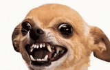 chihua