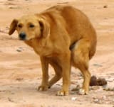 perro caca