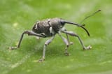 Chestnut-Weevil-Close-Up