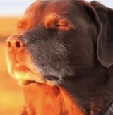 we-have-no-sappers-dog-accepting-fate