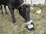 Cows-and-Cats-Ultimate-BFF
