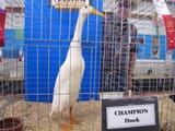 championduck