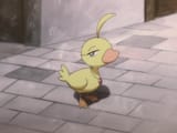 smug duck