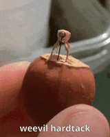 weevilhardtack-weevil[1]
