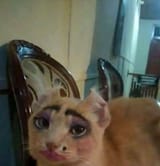 SISSYrus