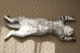 adorable-silver-tabby-kitten-sleeping-stretched-out