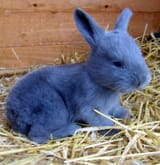 blue-chino rabbit