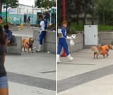 Dogku
